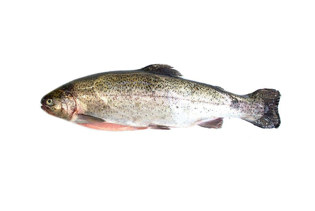 Trout Frozen 250-300 Gram 90% NW Whole