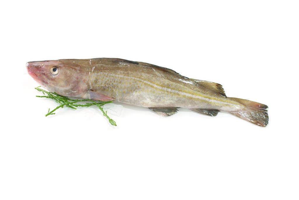 Cod with Head 300-800 Gram 80% NW IQF Whole Gutted