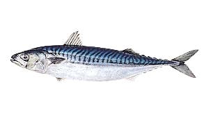 Mackerel Frozen 300-500 Gram 100% NW IQF Whole Wild Caught