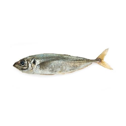 Horse Mackerel Frozen 100-300 Gram 100% NW IQF Whole