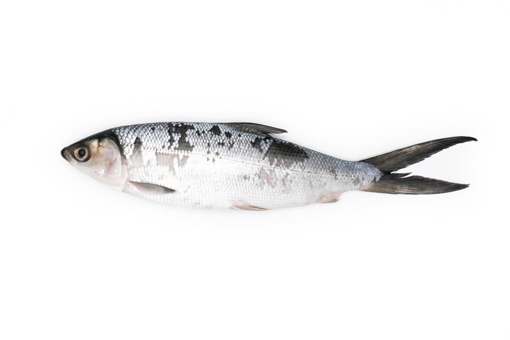 Milkfish 300-500 gr  90% NW W/R  IQF