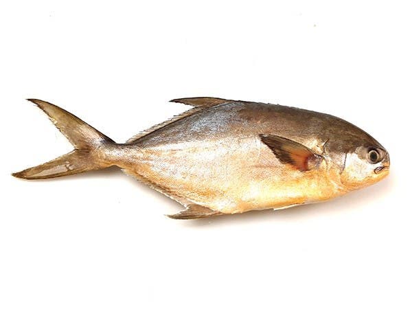 Atlantic Moonfish (Pomfret) 300-500 gr 100% NW Whole Round IQF