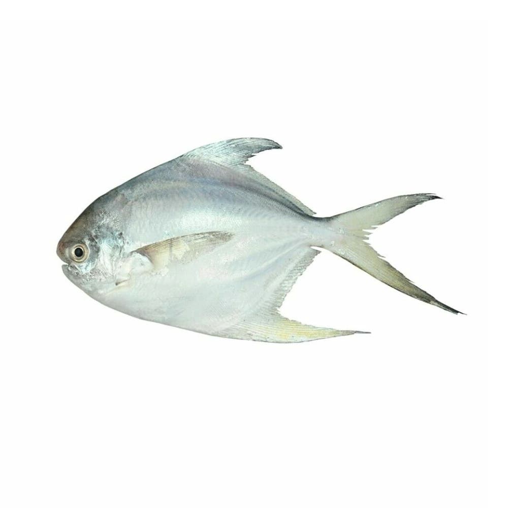 Silver Pomfret 80-100 gr. 80% NW Whole Round IQF