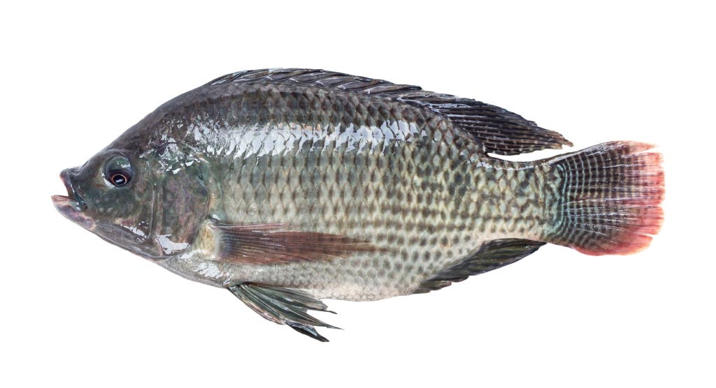 Tilapia 300-500 gr 80% NW Gutted & Scaled IWP Whole IQF