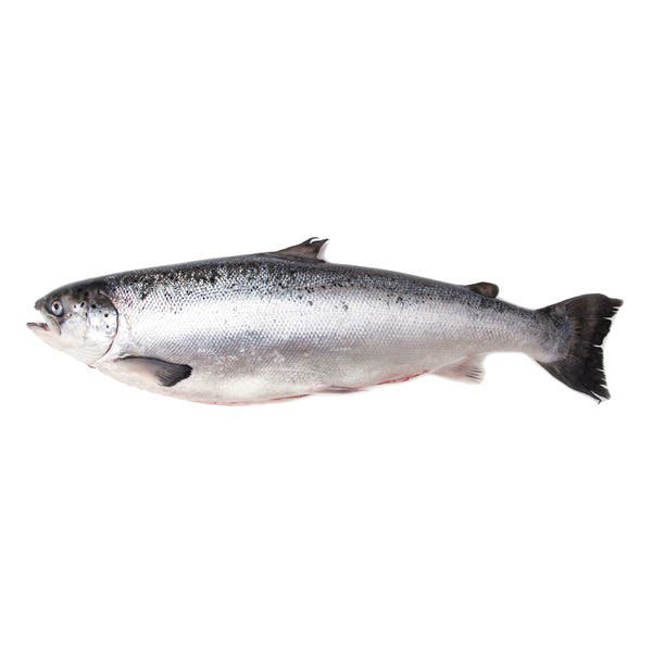 Salmon with Head Frozen 3-4 kg 100% NW Whole Gutted