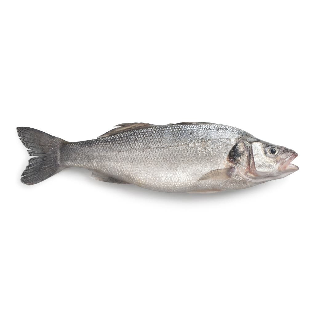 Seabass 300-400 gr 80% NW Whole Gutted IQF