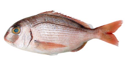 Sea Bream 200-300 gr. 100% NW Red Whole Round