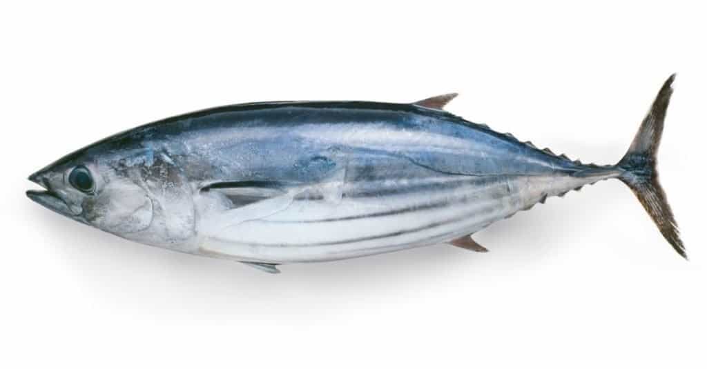 Little Tuna 1000+ gr. 100% NW  Whole IQF