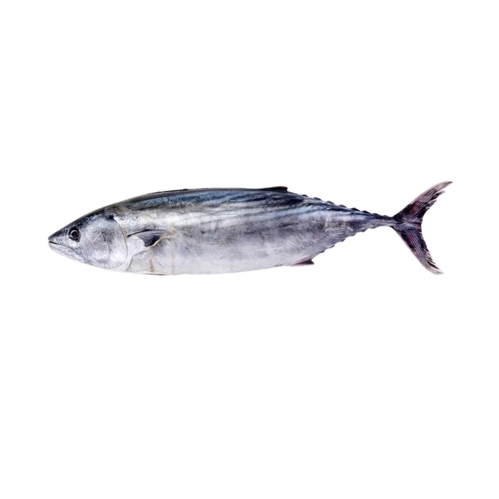 Bonito/Little Tuna 500-1000 gr. 100% NW  Whole IWP IQF