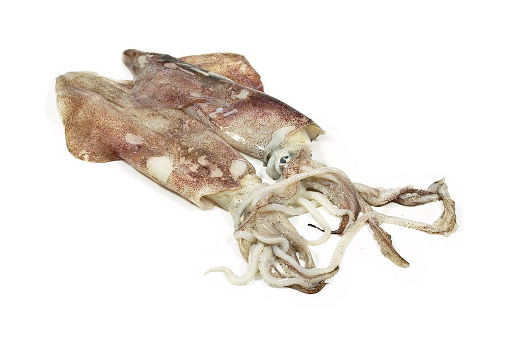 Squid 70-90 90% NW Whole Cleaned Block Frozen