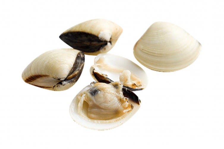 Clams 60/80 100% NW Whole Cooked White ASC