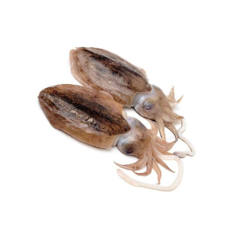 Cuttlefish 100-300 gr. 90% NW Block Frozen